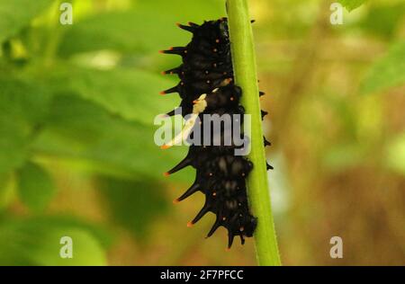 Caterpillar von Southern Birdwing Butterfly, Troides minos, Sammillan Shetty`s Butterfly Park, Beluvai, Karnataka Indien Stockfoto